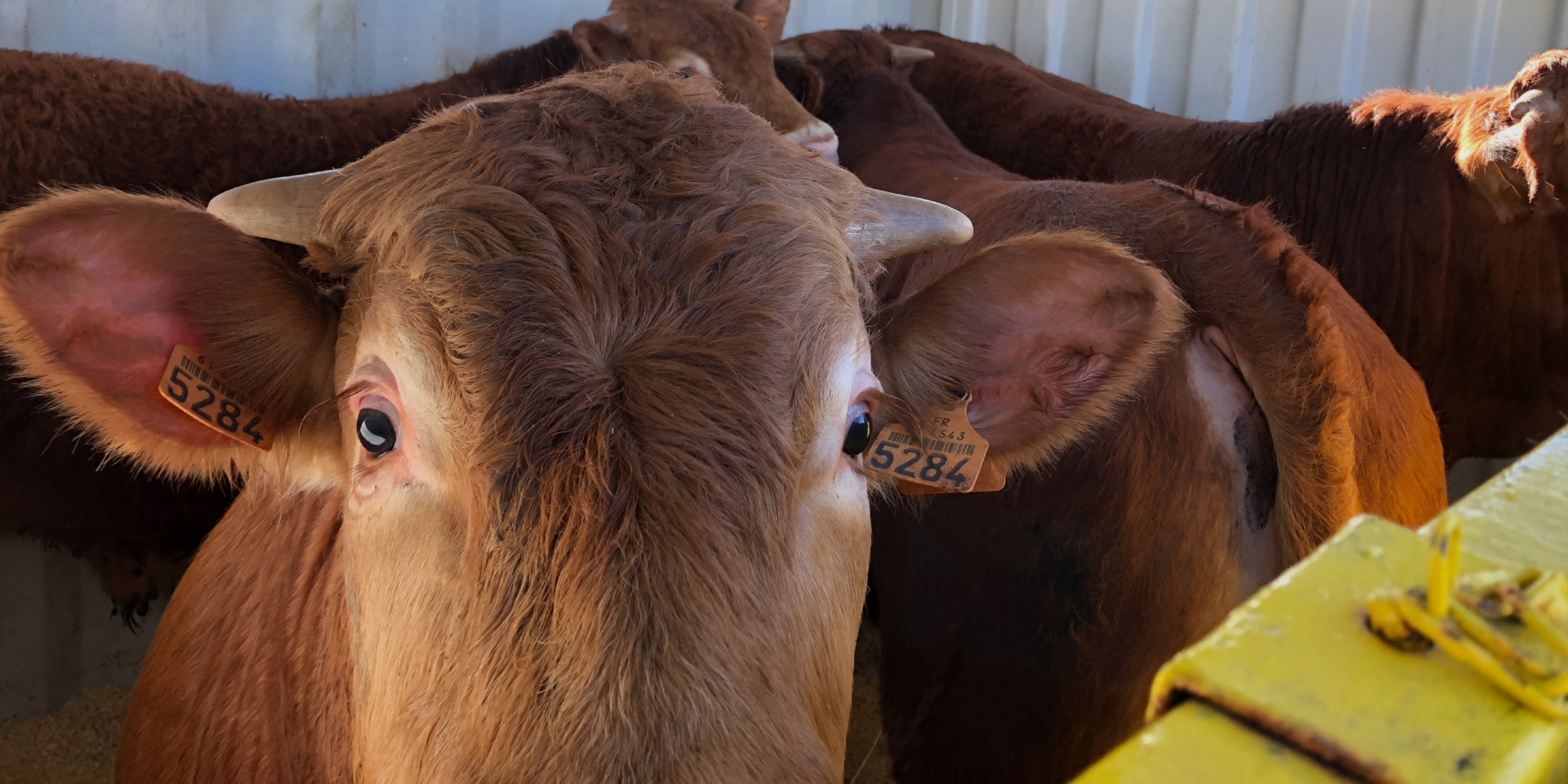 Livestock transportation