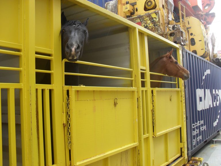 Horse transportation Cominter transports