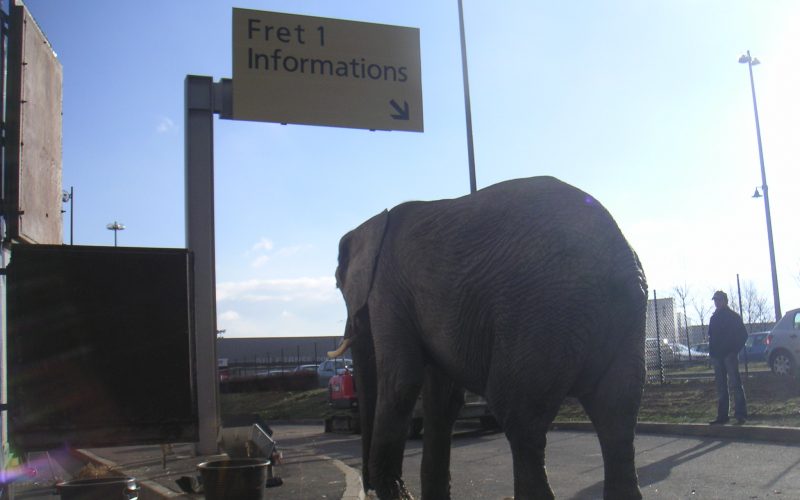 éléphant la Réunion